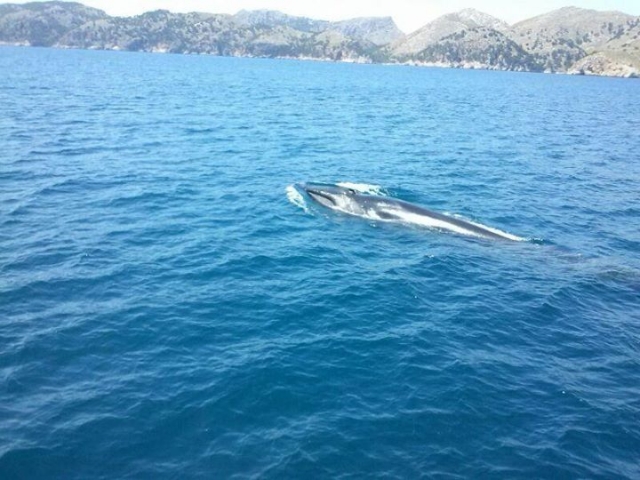  Walbeobachtung auf Mallorca 